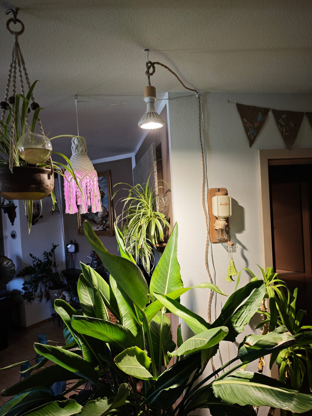 Customer photo review of Pianta 30 LED Pflanzenlampe Leuchtmittel
