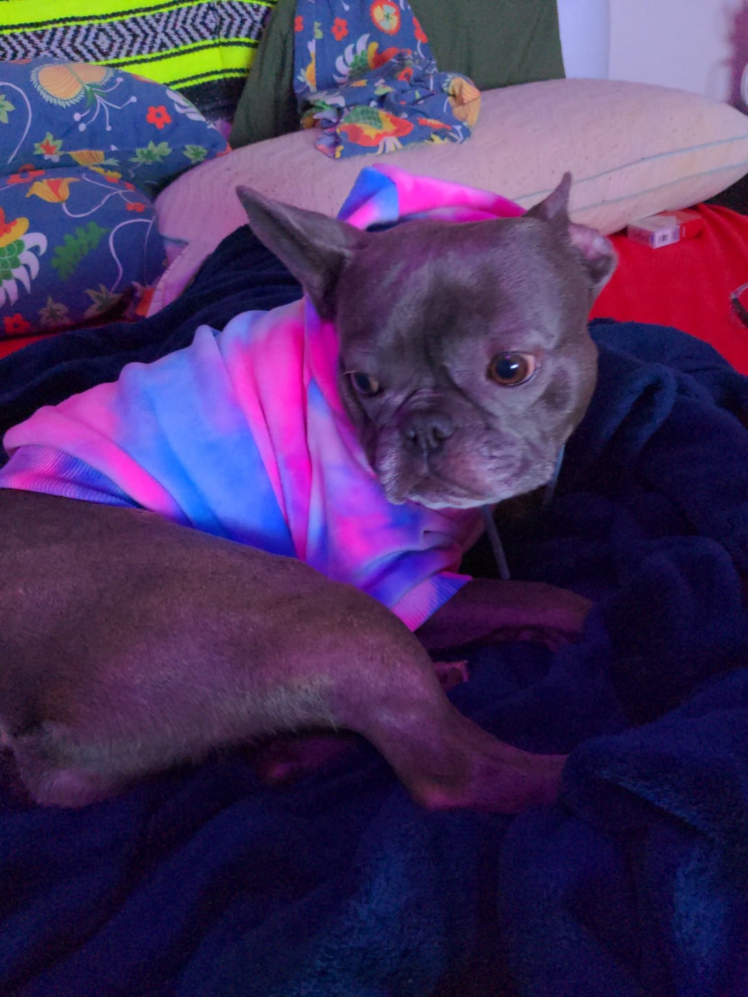 Customer photo review of Velvet Dog Hoodie - Snow Cone