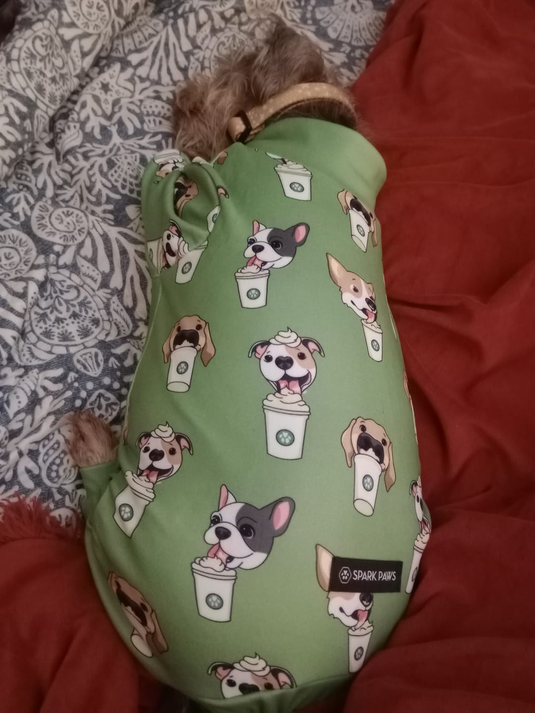 Customer photo review of Dog Pajama - Stars