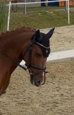 Customer photo review of TORPOL® Fliegenhaube Classic Earnet