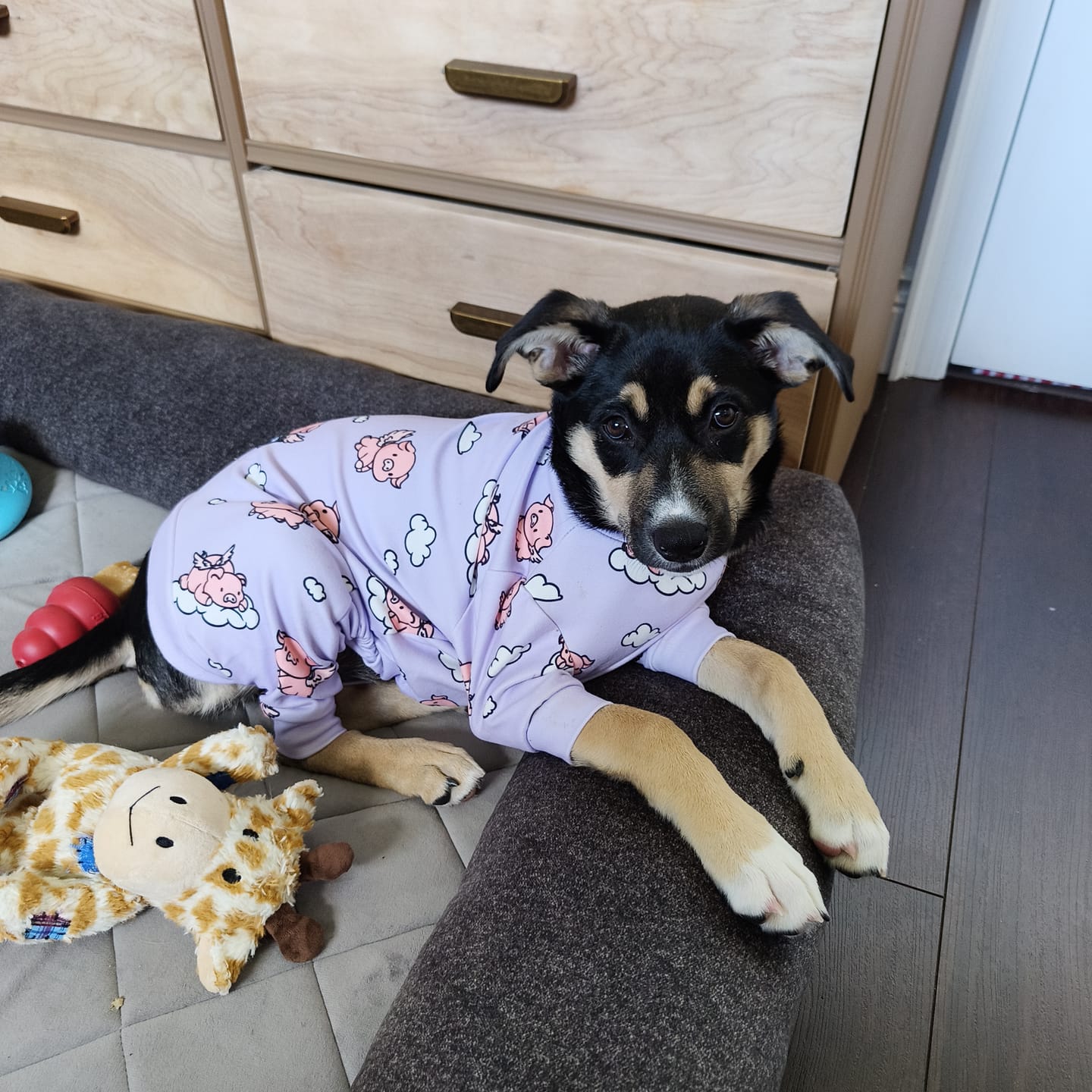 Customer photo review of Dog Pajama - When Pigs Fly