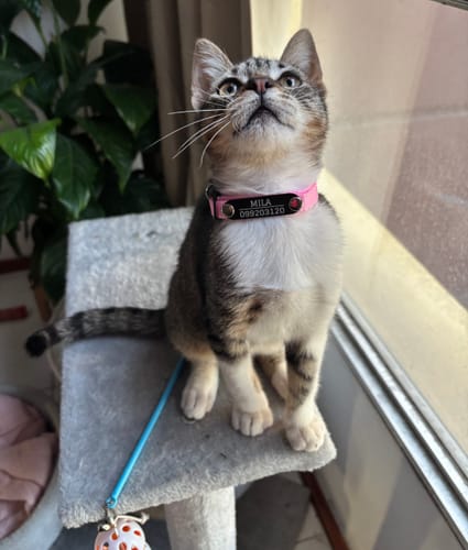 Customer photo review of Collar Remachado (Gato)