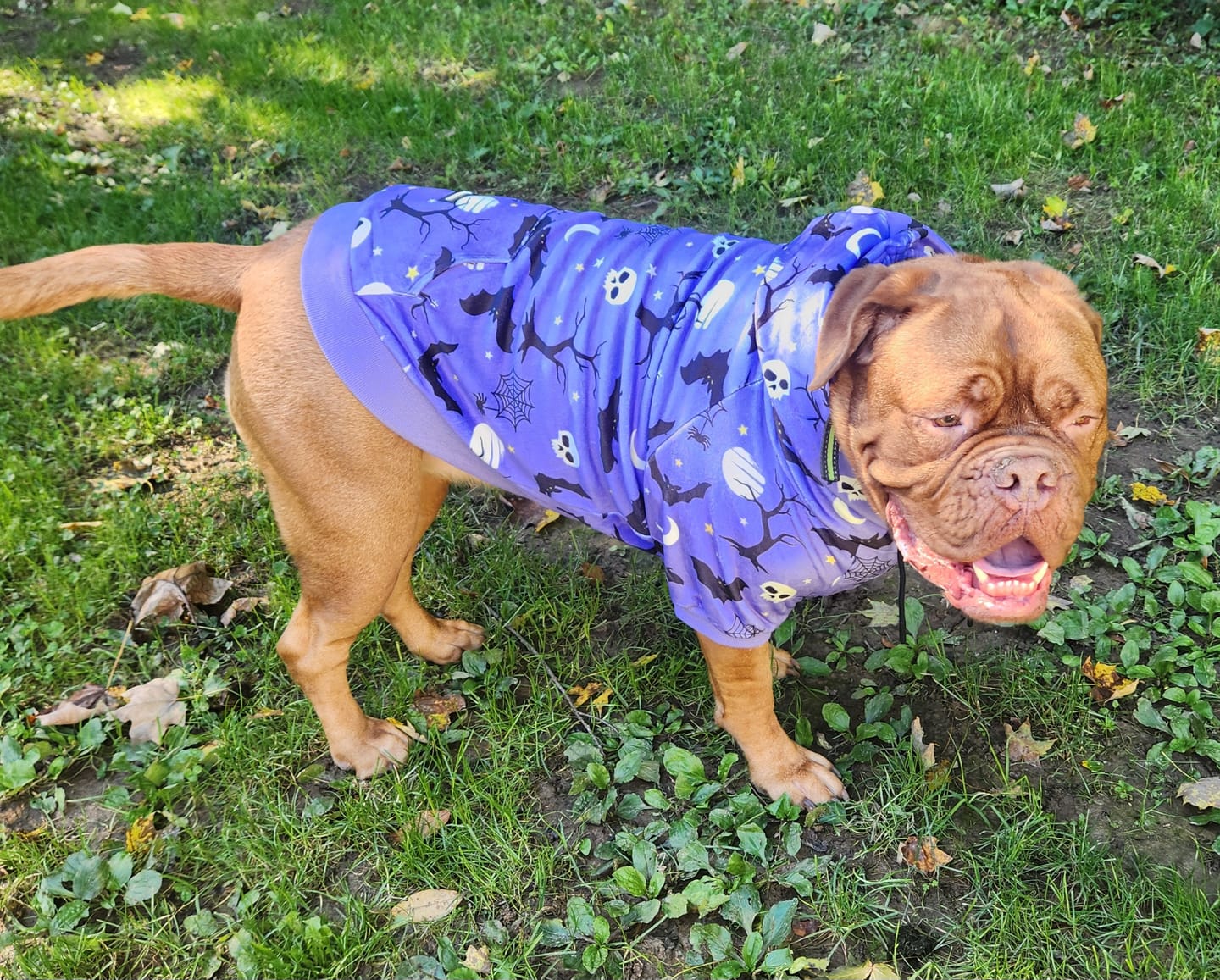 Customer photo review of Halloween Dog Hoodie - Purple