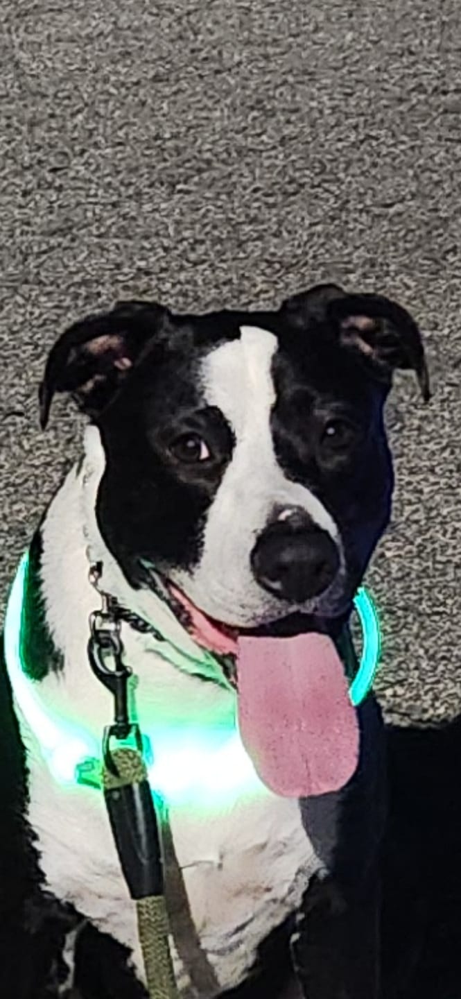 Customer photo review of 12 Inch Thick Bully Stick