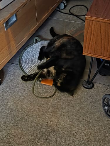 Customer's cat lying on the floor while interacting with the Instinct Play Stick and its attached toy.