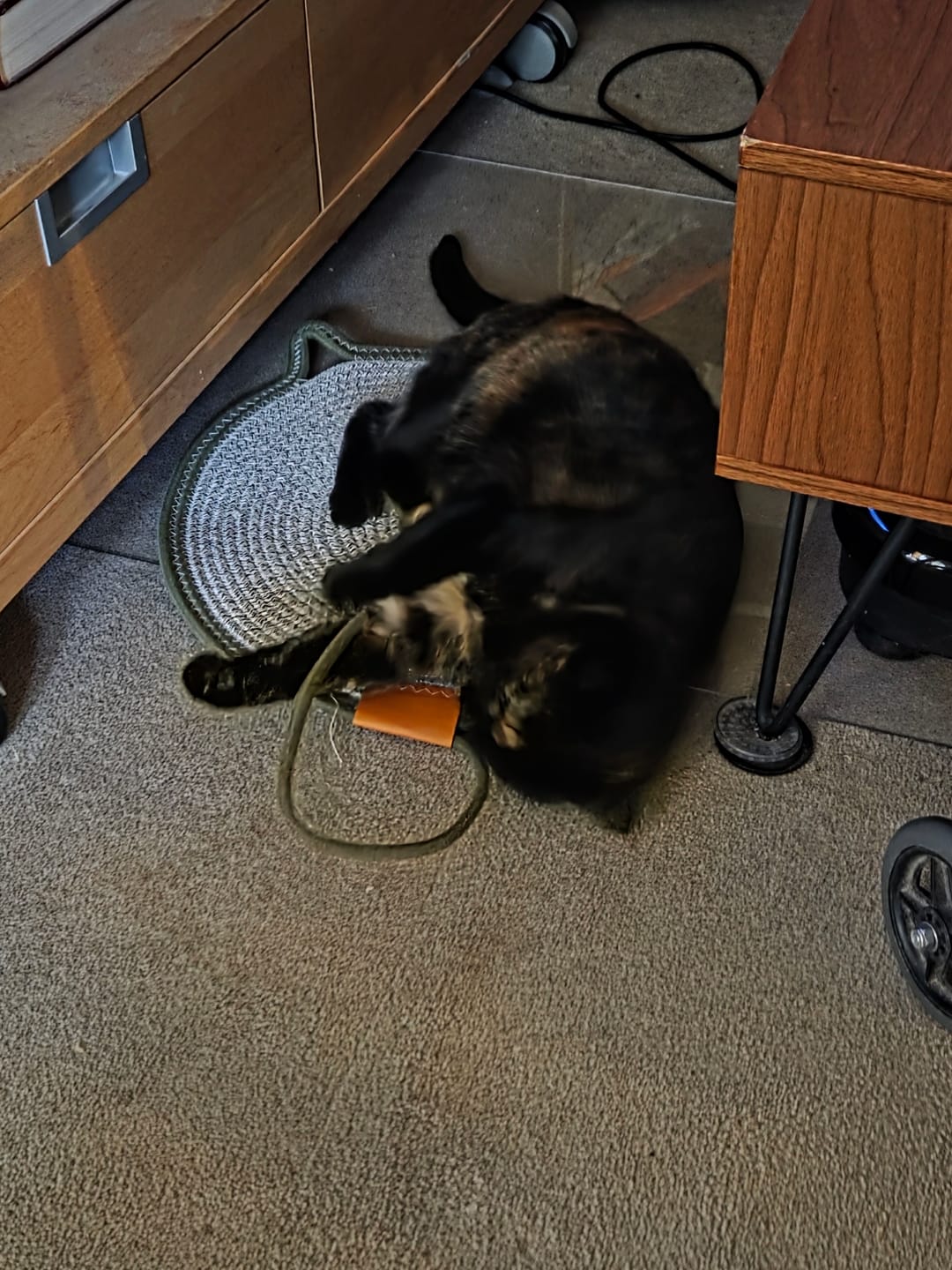 Customer photo review of Instinct Play Stick | Wild-Harvested & Chemical-Free Dental Cat Entertainment (1+1 FREE)