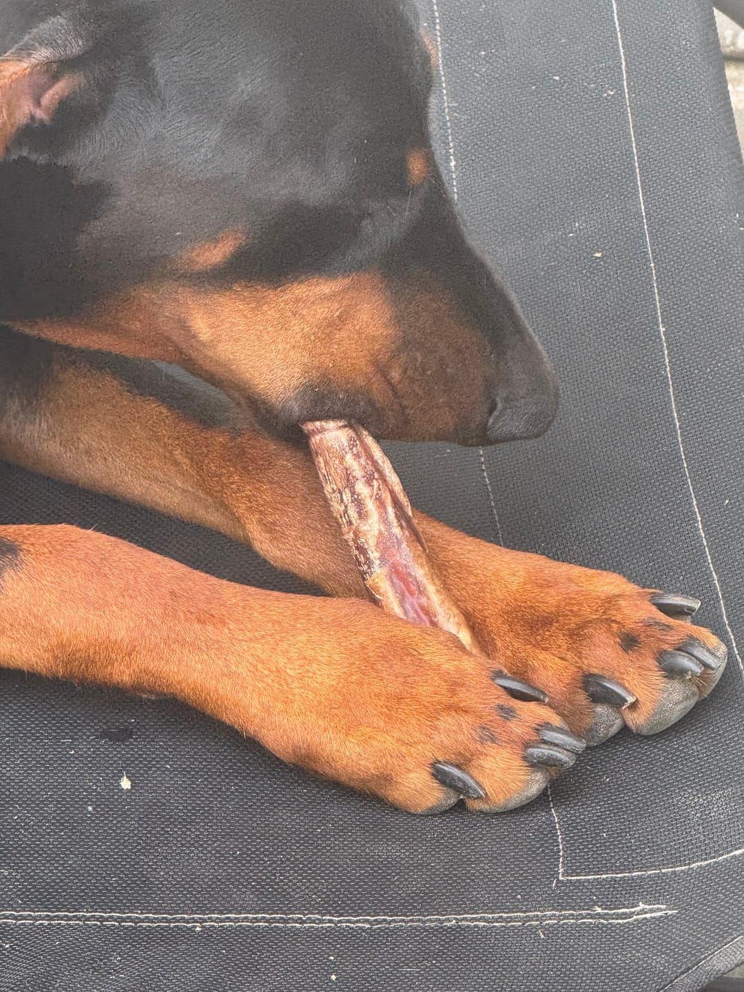 Customer photo review of 5-6 Inch Champion Chew