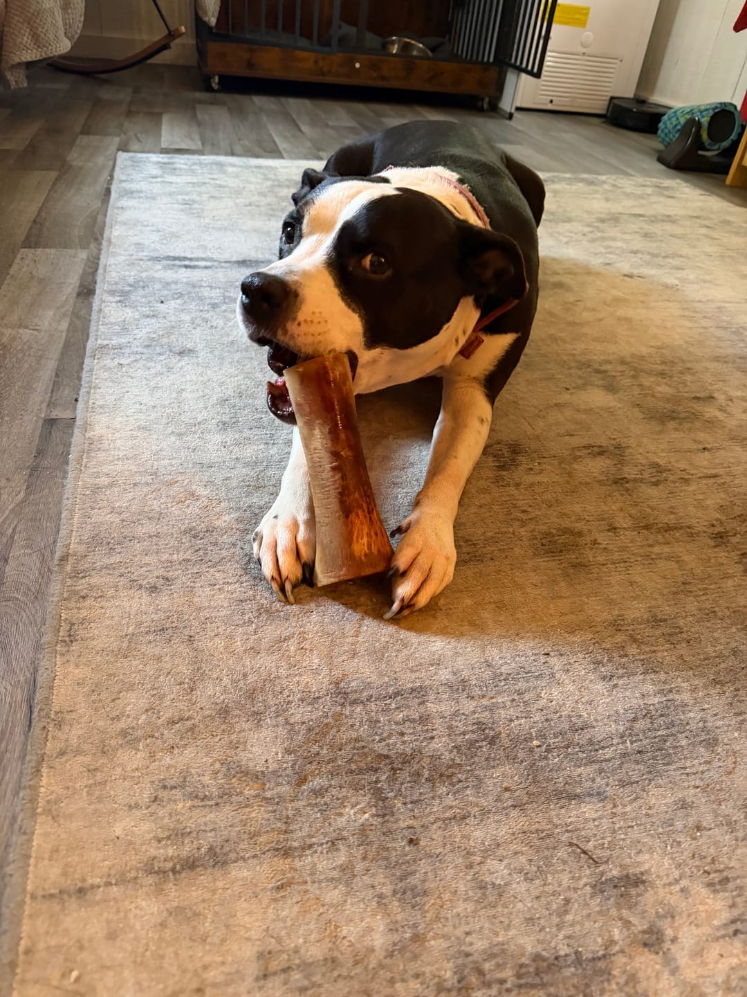 Customer photo review of Smoked Beef Marrow Bones