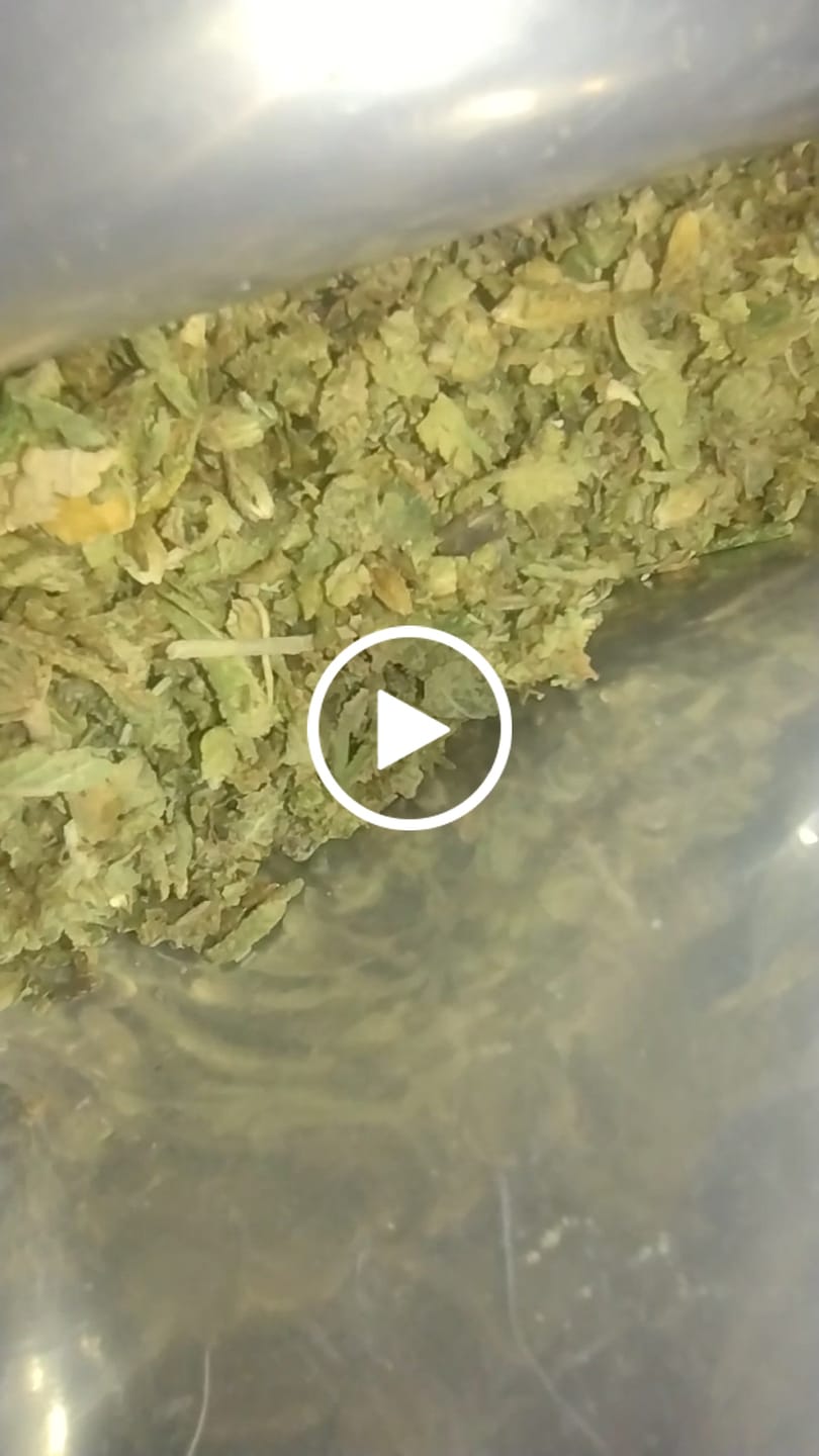 Customer video review of Dank Work THCA Trim