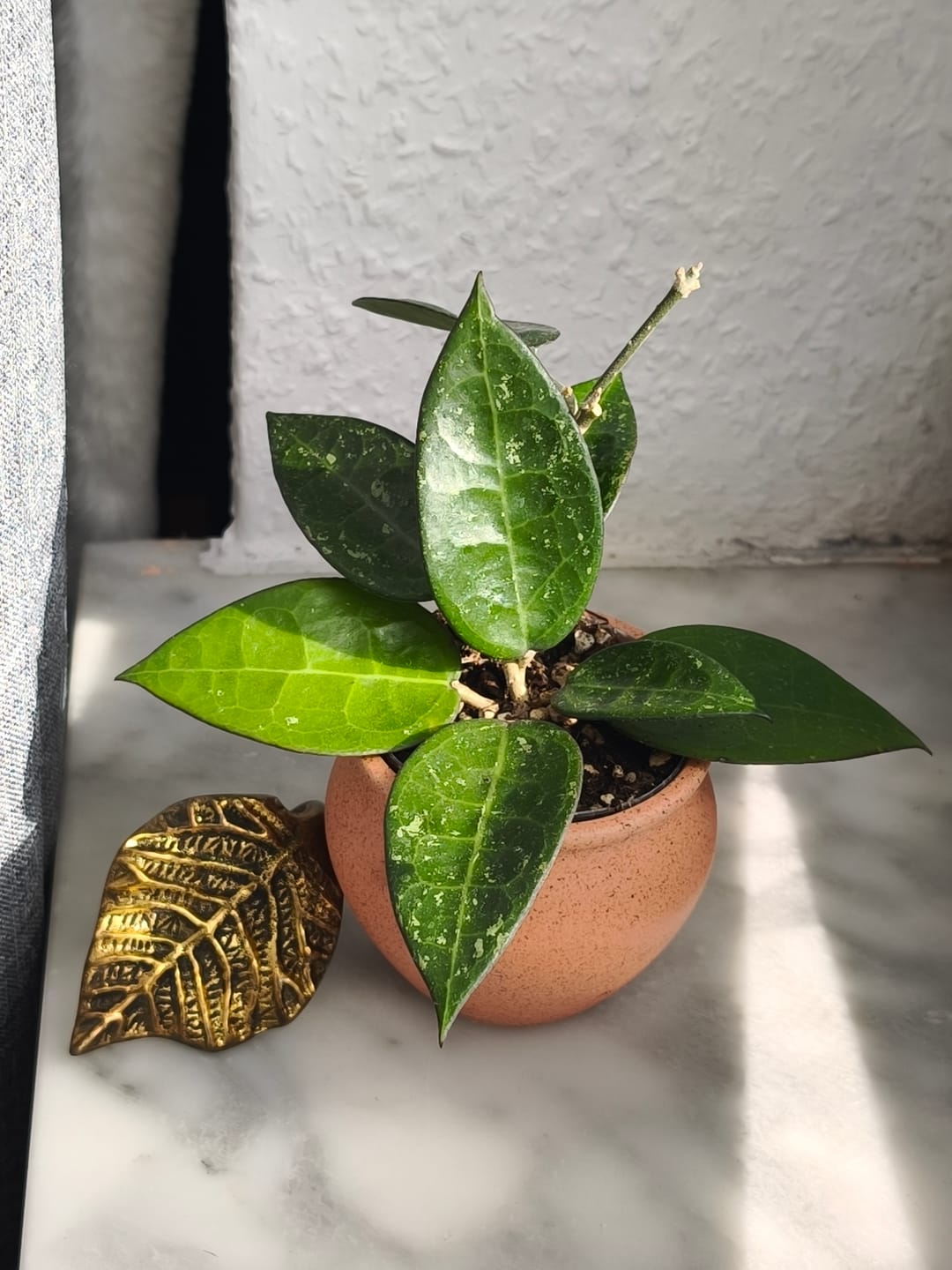 Customer photo review of HOYA PARASITICA BLACK EDGE