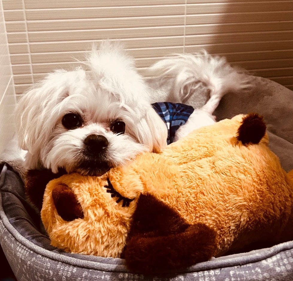 Customer photo review of Peluche con latido realista para perros