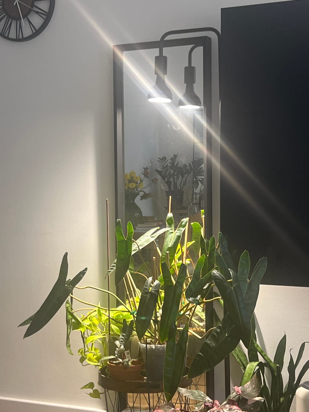 Customer photo review of Pianta Grow Light and Adjustable Floor Lamp Bundle