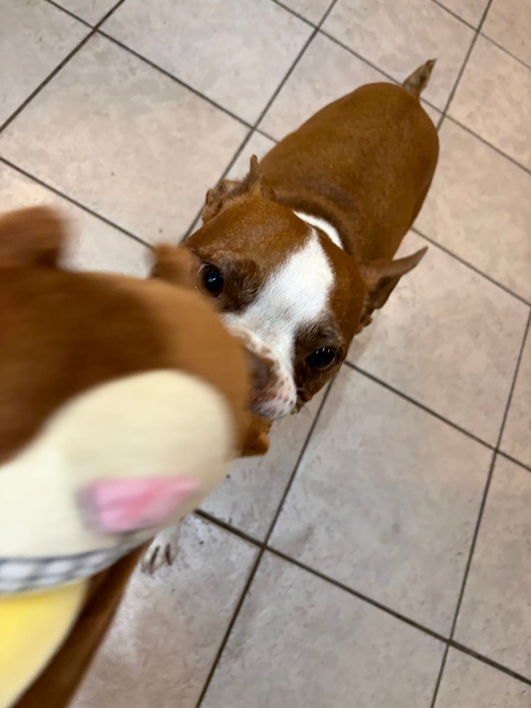 Customer photo review of Horizon Legacy - Nourriture pour chien haut de gamme