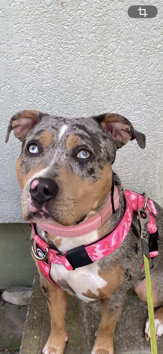 Customer photo review of Anti-Pull TRI-Harness® | Training Dog Harness for All Breeds - Bubblegum