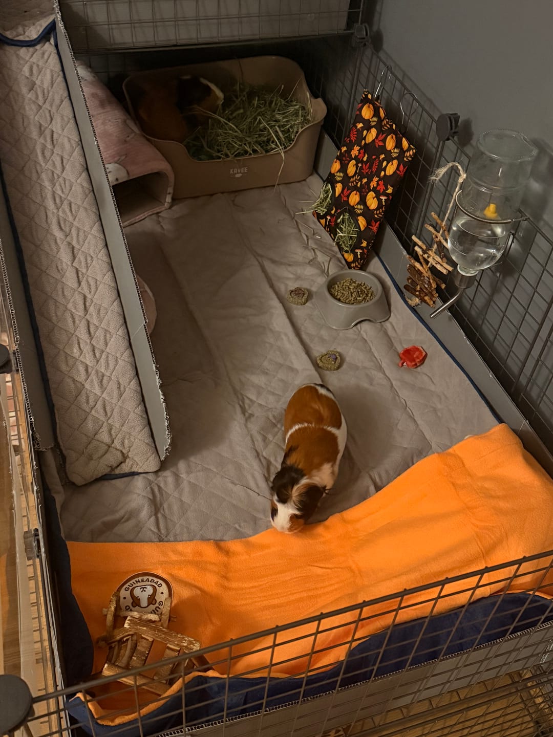 Customer photo review of GuineaDad Original Liner For Small Animal Cages