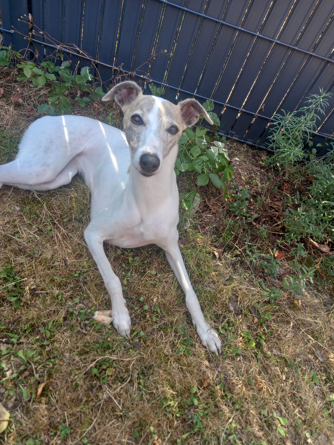 Customer photo review of Friandises Hygiène Dentaire - Chien