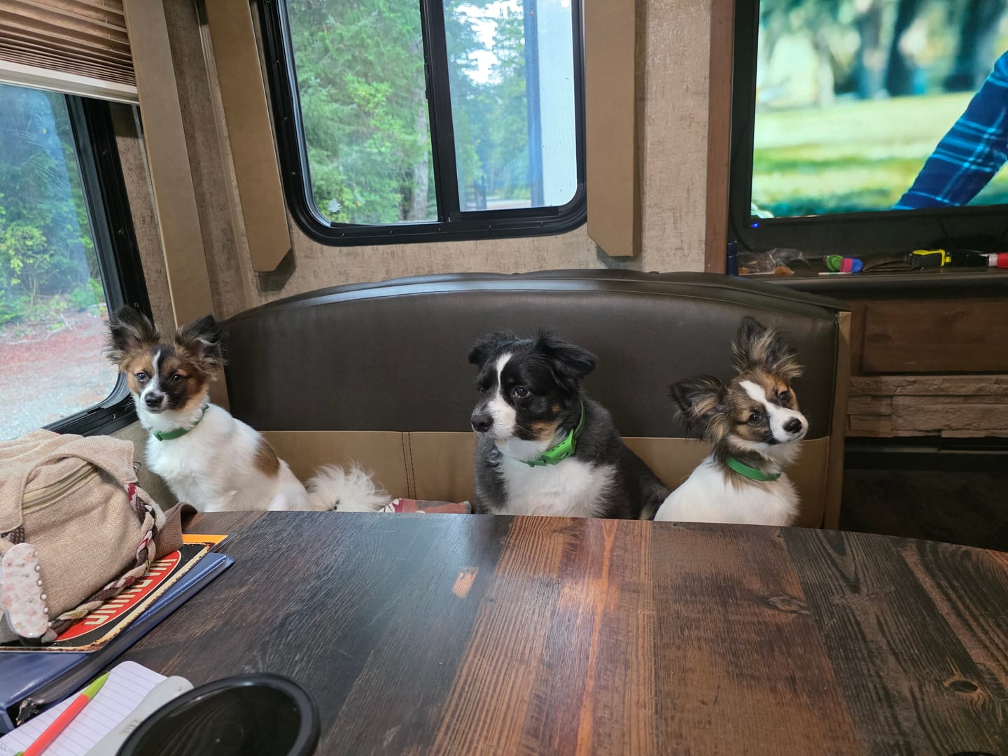 Customer photo review of FurLife™ 8 Months Flea and Tick Free