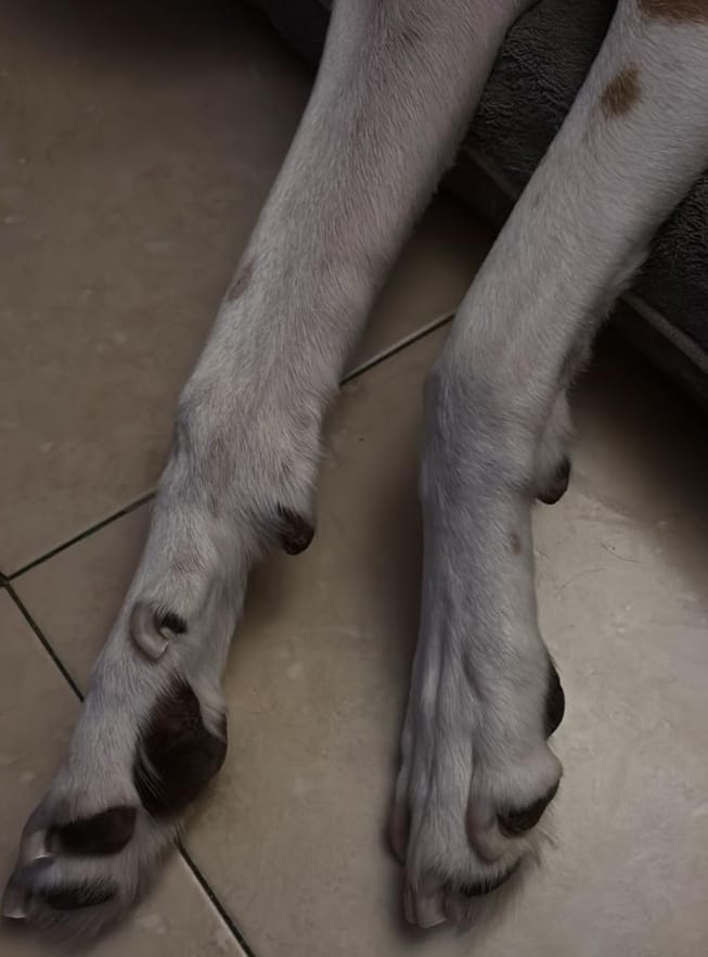 Customer photo review of Veltro™ Recortador Adaptable de Uñas