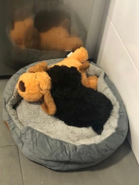 Customer photo review of Peluche con latido realista para perros