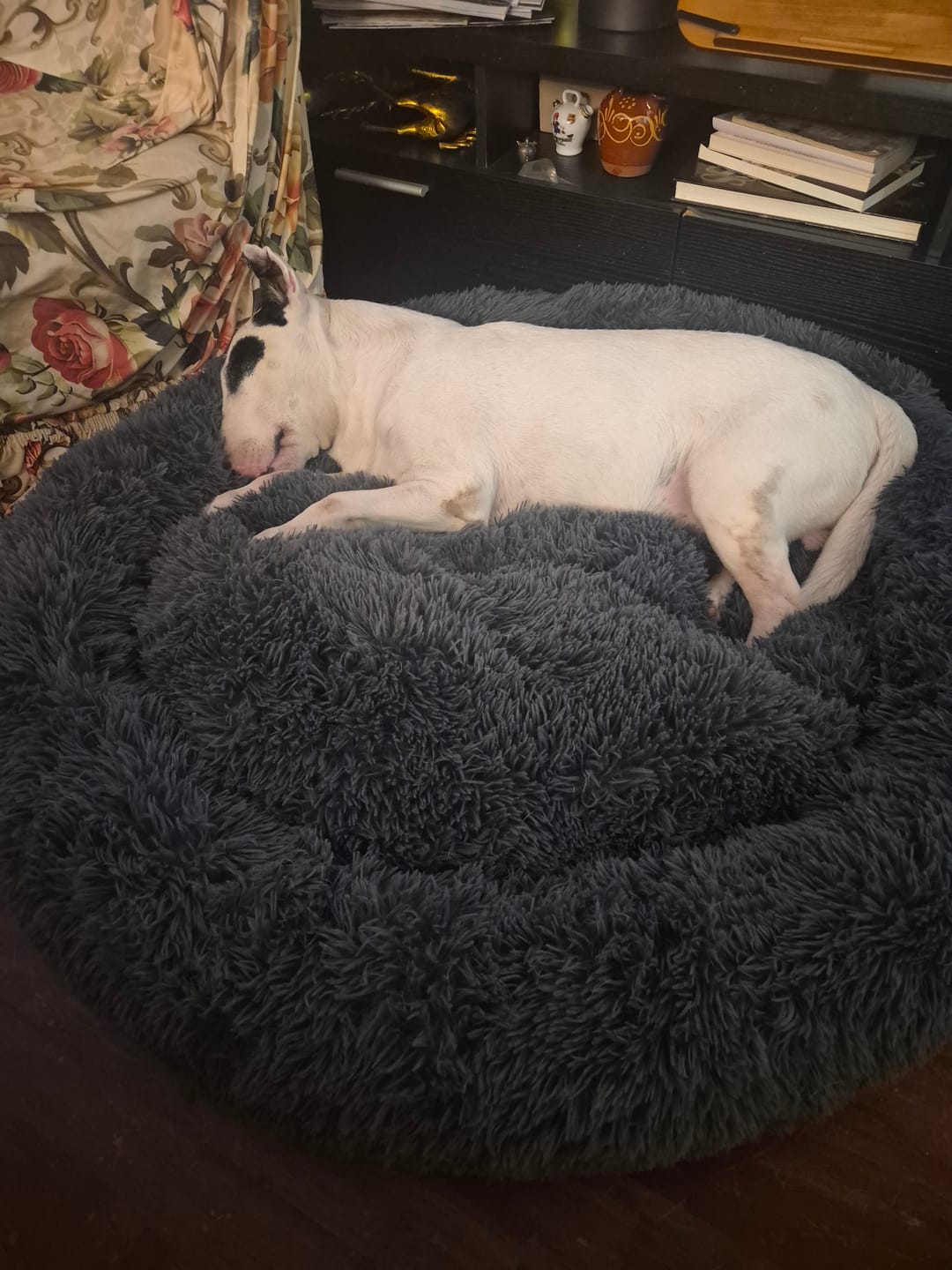 Customer photo review of Cama Anti-Estrés THE DOGS — Menos ansiedad, más descanso