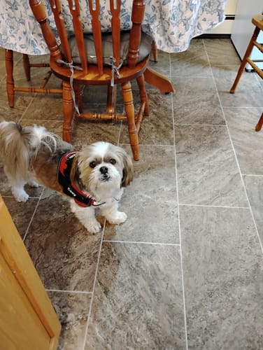Customer's Dogshood No Pull Harness on a small dog standing on a tiled floor