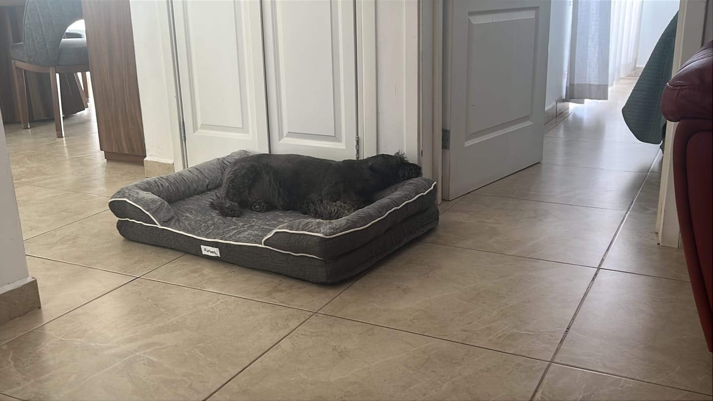 Customer photo review of Cama Ortopédica para Perros