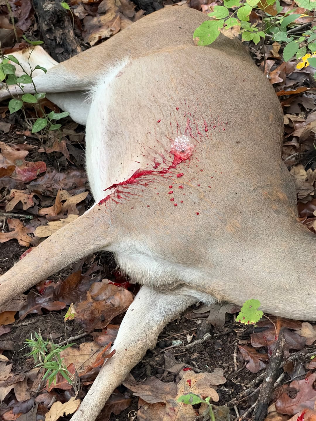 Customer photo review of Cut on Contact Titanium Broadheads (3 Pack)
