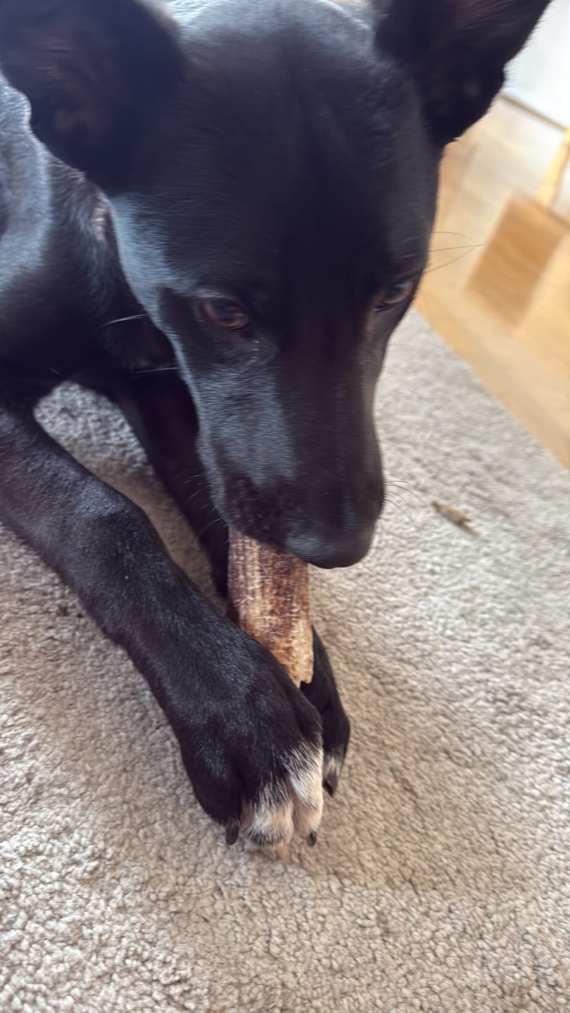 Customer photo review of Asta de ciervo para perros - Principiante: Para cachorros o mordedores pasivos
