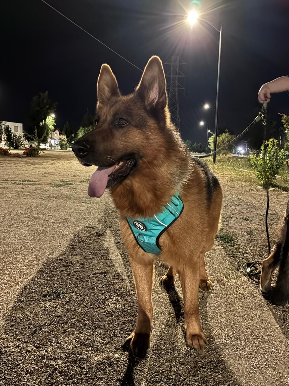 Customer photo review of Arnés Antitirones Comfort para Perros | Acolchado, 2 Enganches + Mango Seguridad | Turquesa - Street Dogs