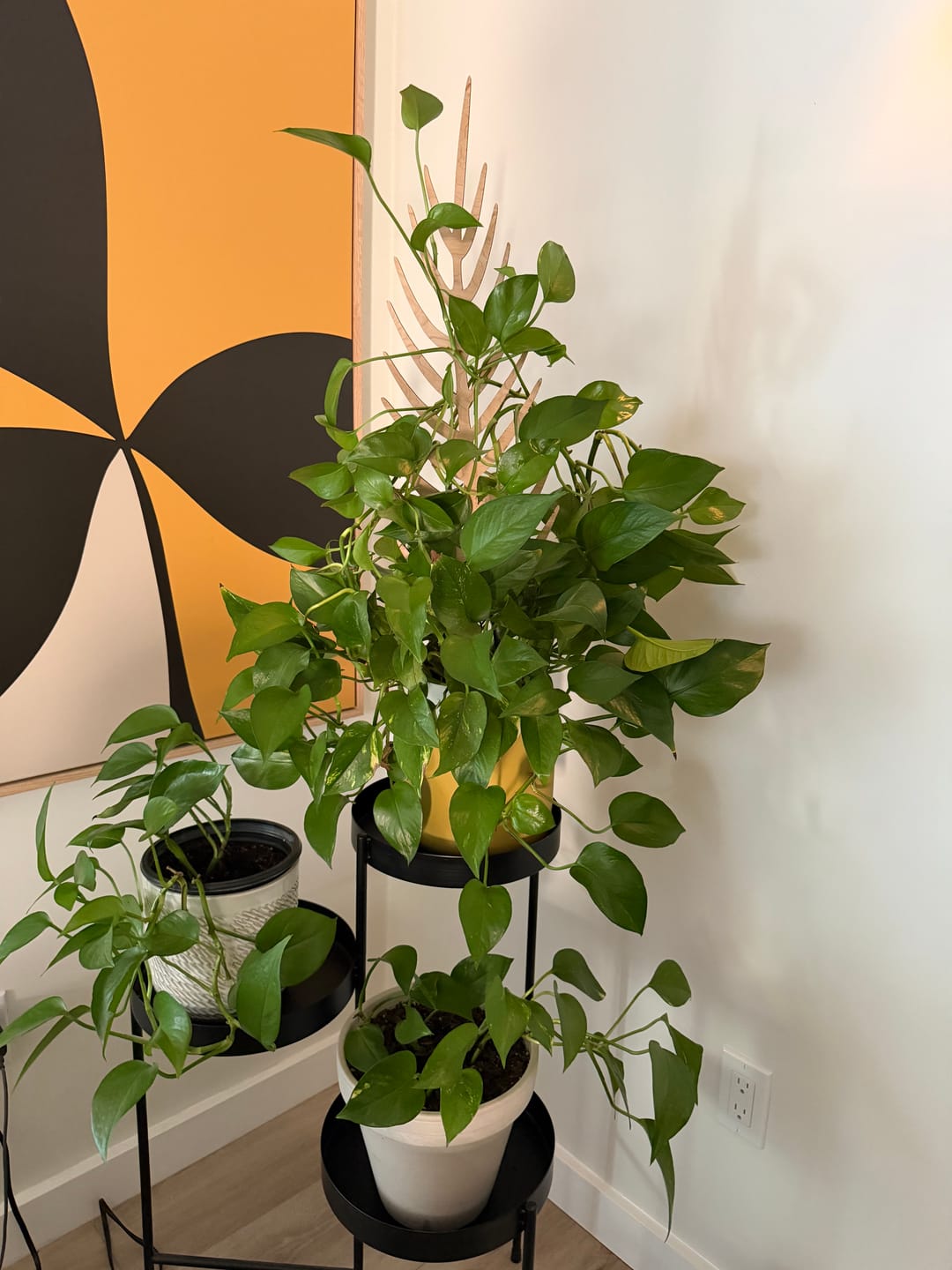 Customer photo review of BARE™ Palmella™ - Customizable wooden plant support - Inspired by the Palm leaf
