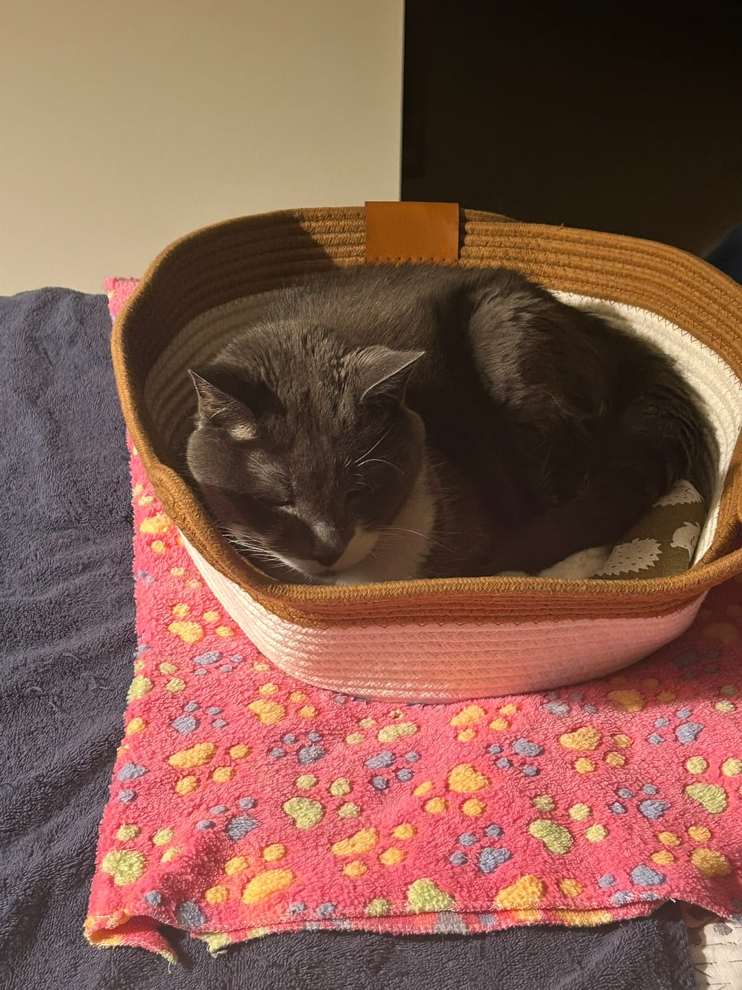 Customer photo review of Instinct Basket | Meet the first research-backed natural territory for indoor cats