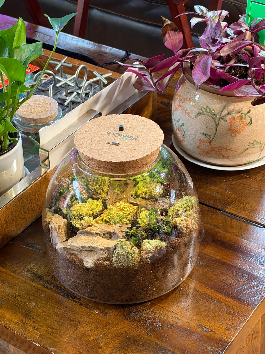 Customer photo review of Light Up Terrarium Kit