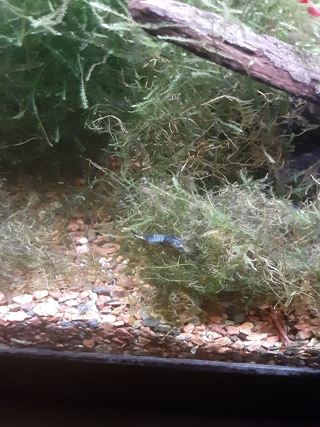 Customer photo review of Carbon Rili Shrimp