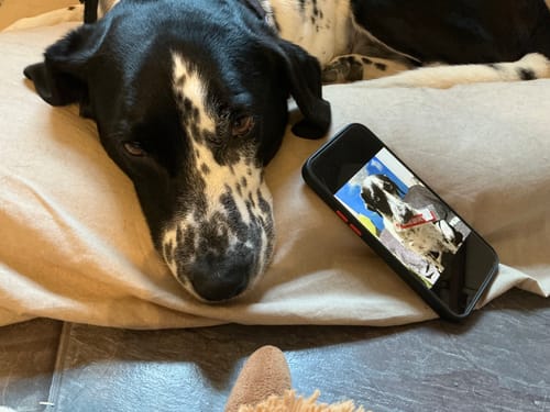 Customer's black iPhone MagSafe Case on a phone displaying a photo of a dog, resting on a bed next to a dog.