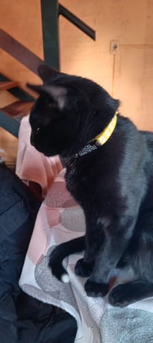 Customer photo review of Collar Remachado (Gato)