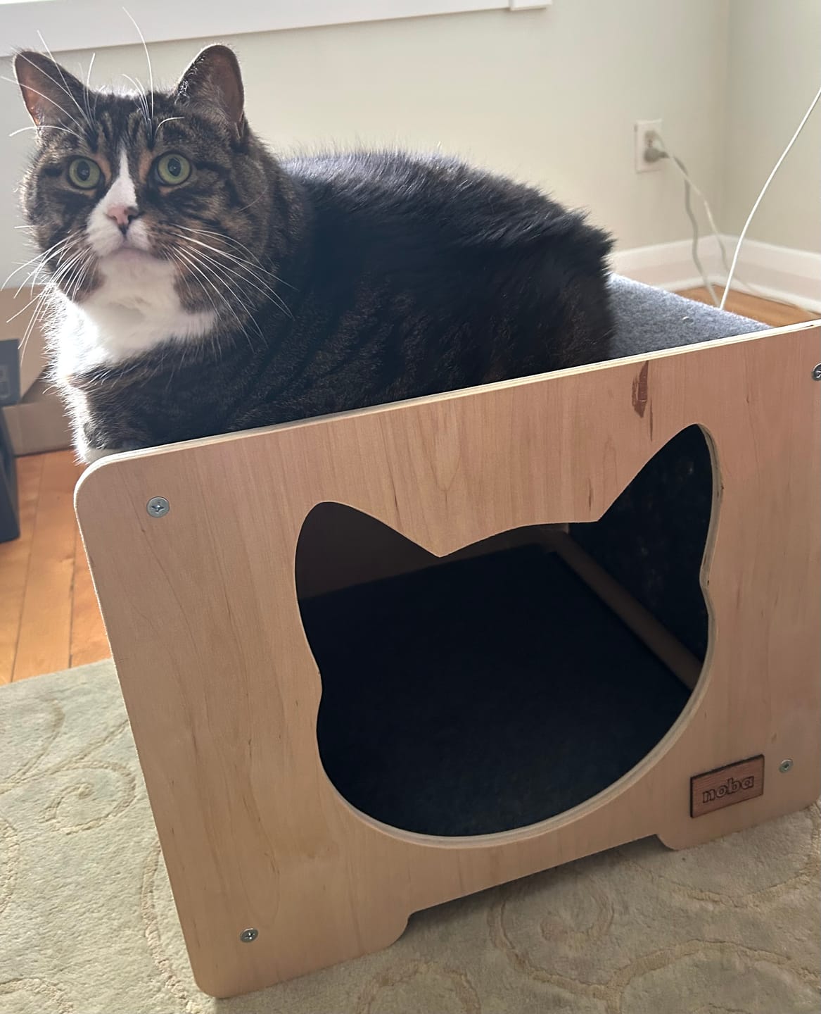Customer photo review of The Hut Scratchable Cat Hideout