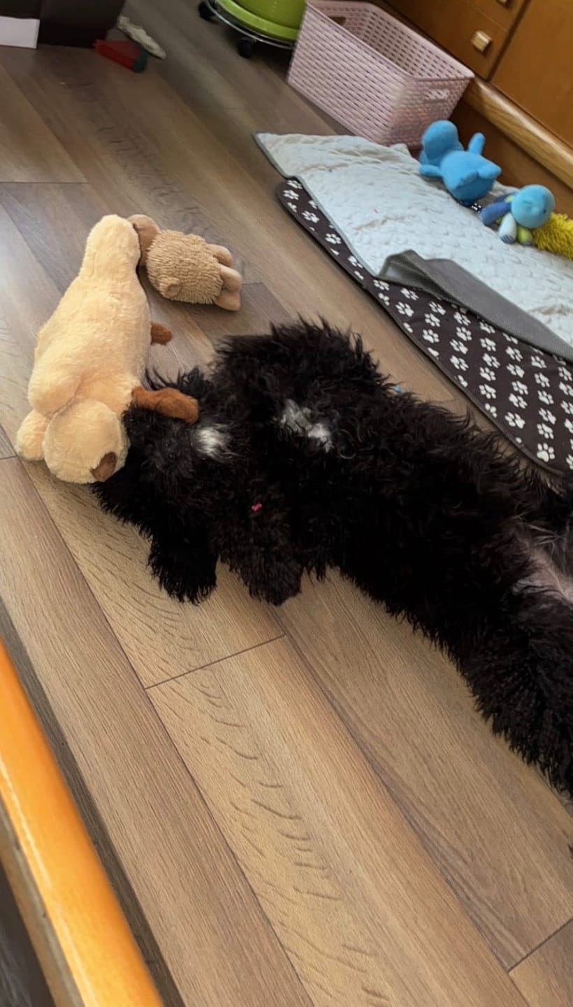 Customer photo review of Peluche con latido realista para perros