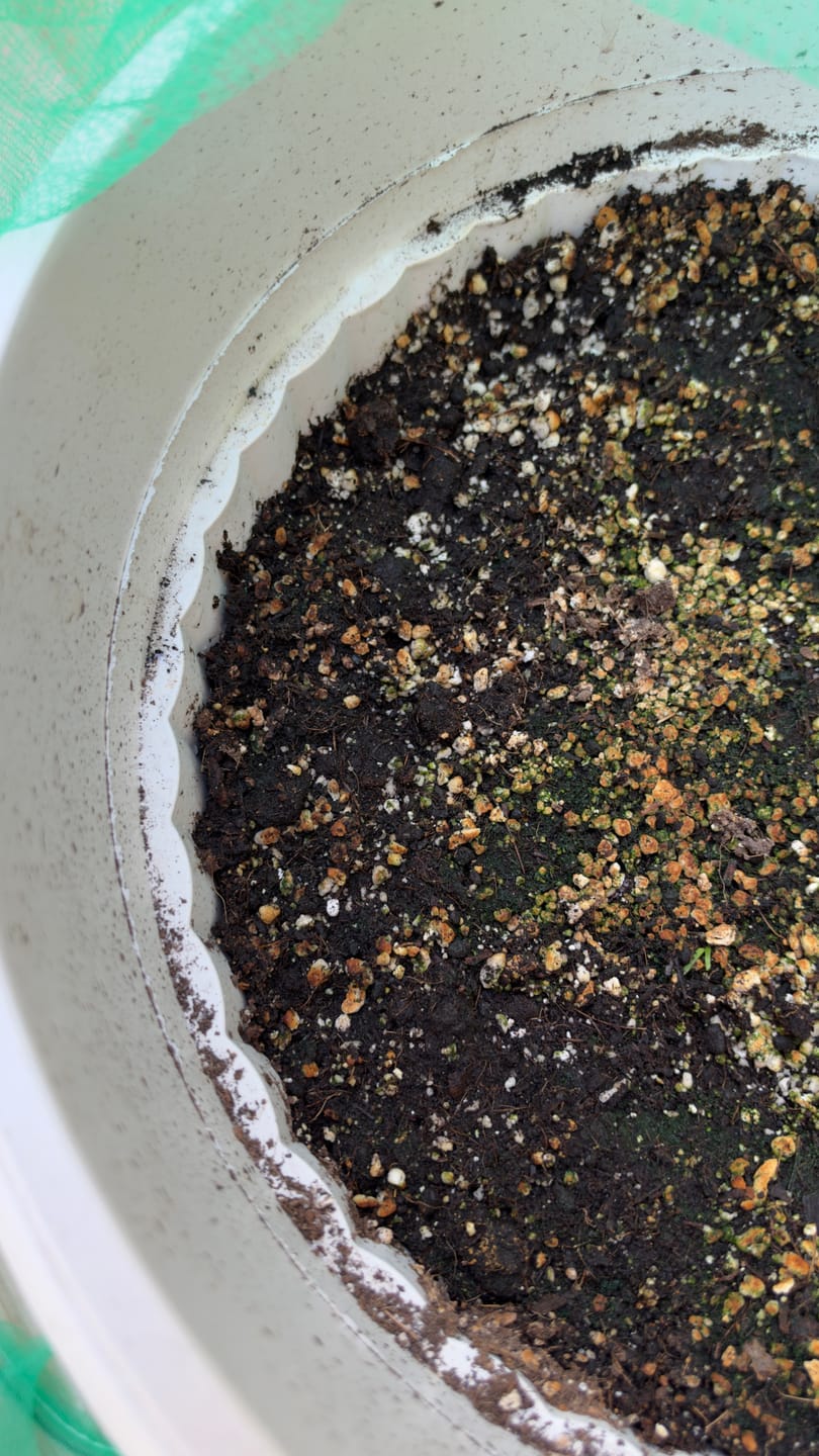 Customer photo review of Spinach Bloomsdale