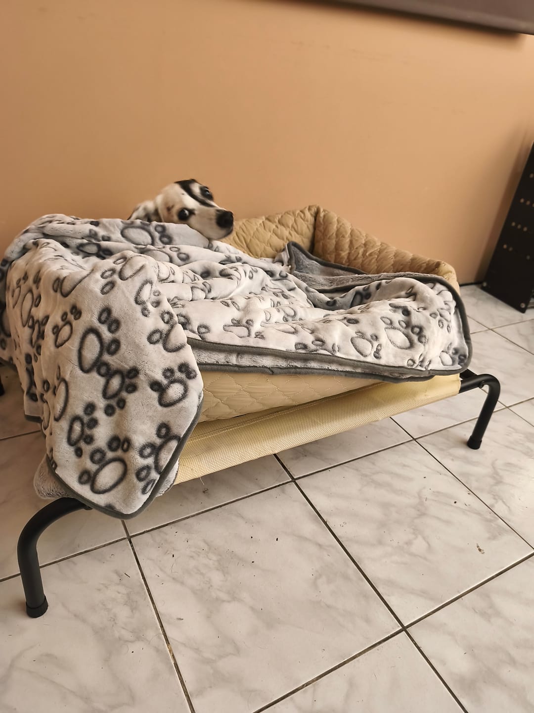 Customer photo review of Cama Elevada THE DOGS