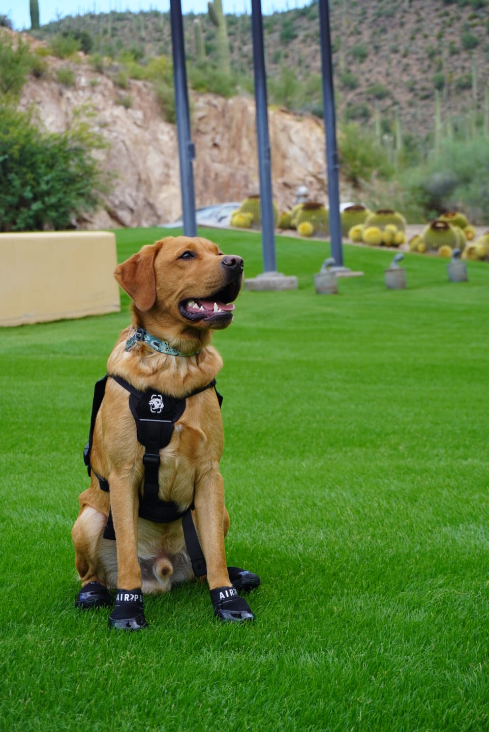 Customer photo from Cheyenne H. of their dog in Air Pups