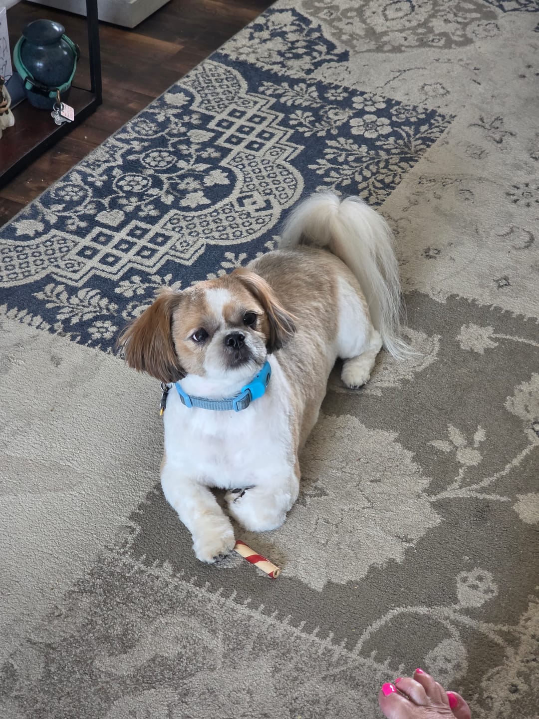 Customer photo review of FurLife™ - 12 Months All Natural Flea and Tick Tags for Dogs
