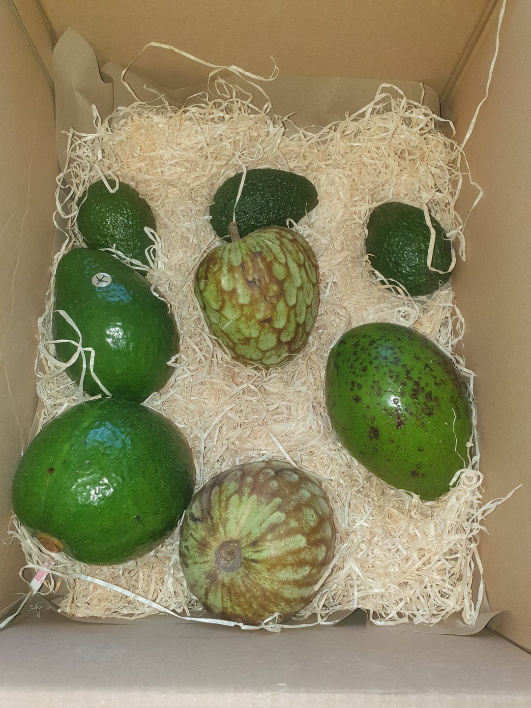 Customer photo review of Avocado Entdeckerbox Aktionspreis %