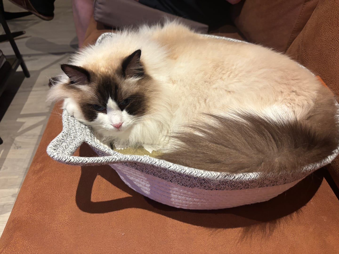 Customer photo review of Instinct Basket | Meet the first research-backed natural territory for indoor cats