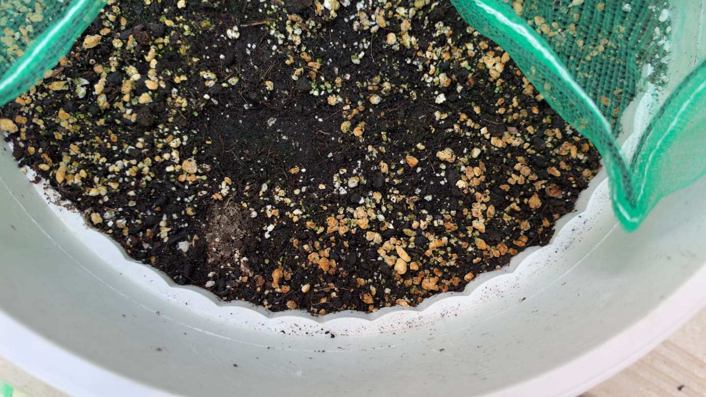 Customer photo review of Spearmint