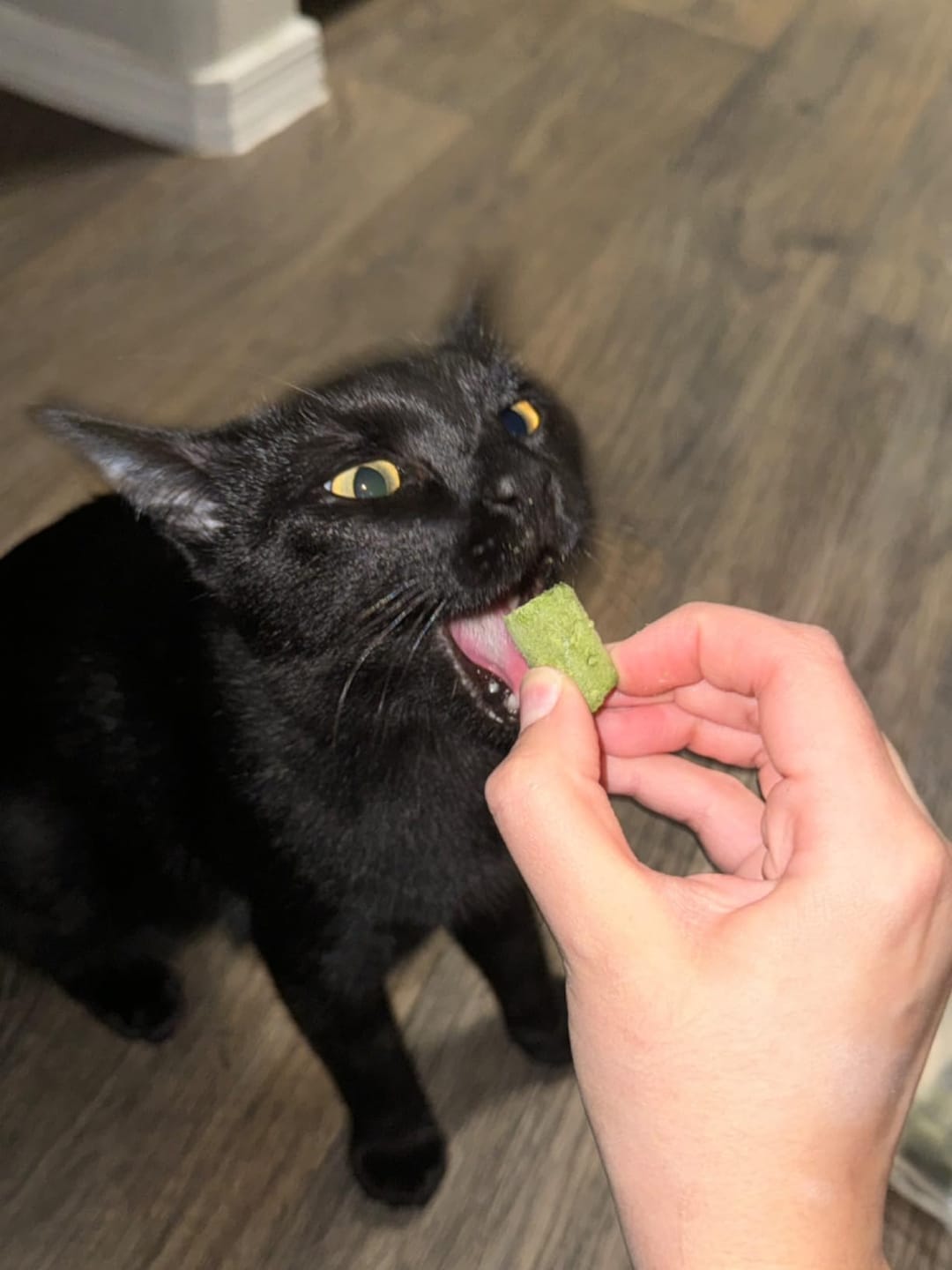 Customer photo review of PurrPatch Grass Chews