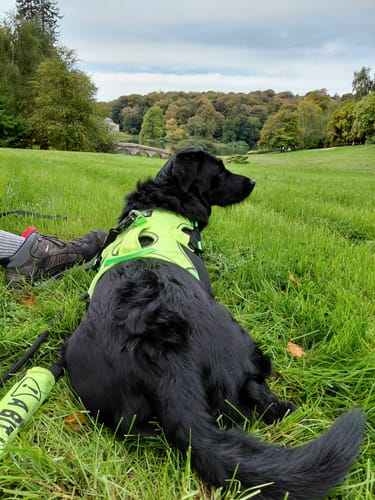 Customer photo review of Escape Proof Greyhound & Whippet Harness – 3 Strap