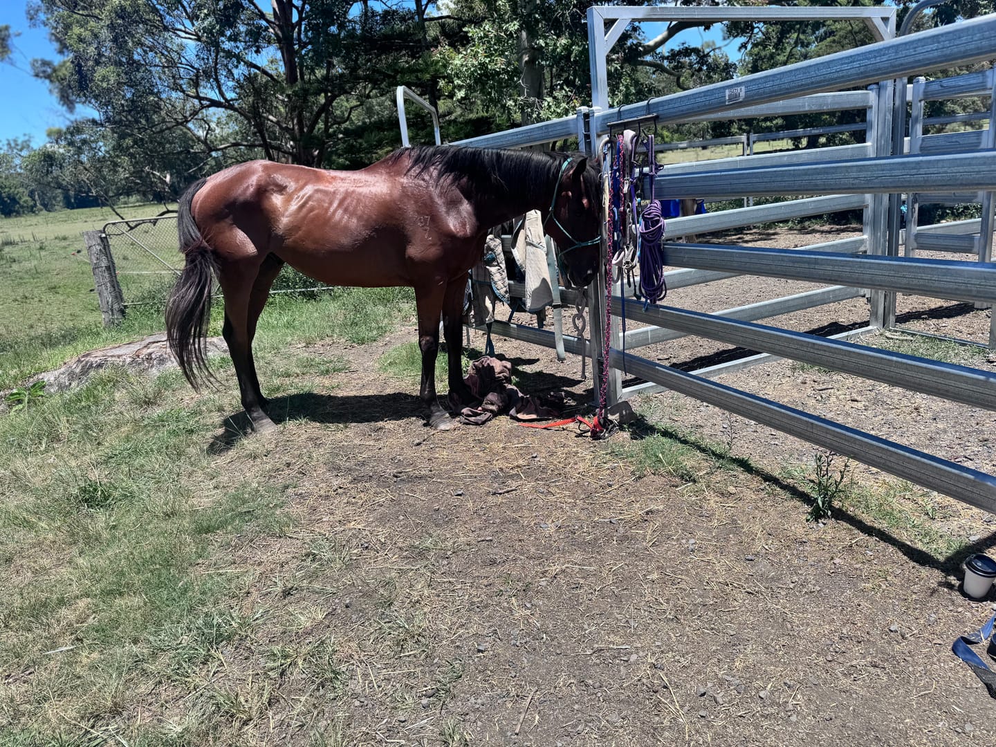Customer photo review of Digestive HP