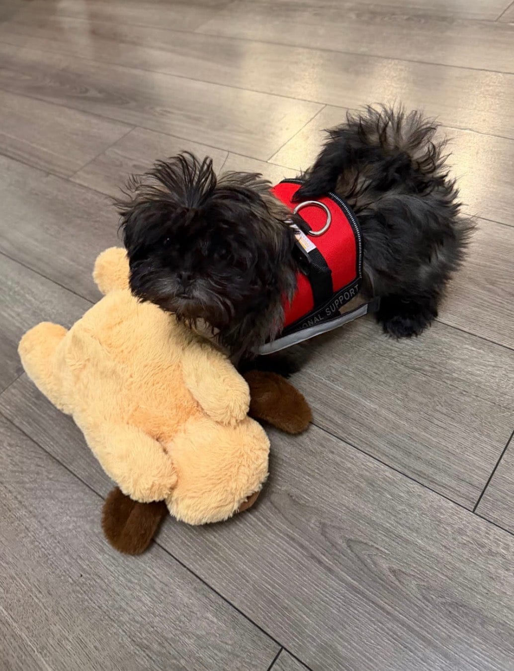 Customer photo review of Peluche con latido realista para perros