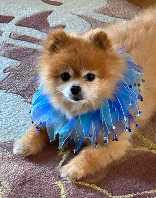 Customer photo review of Blue Party Dog Collar with Rhinestones