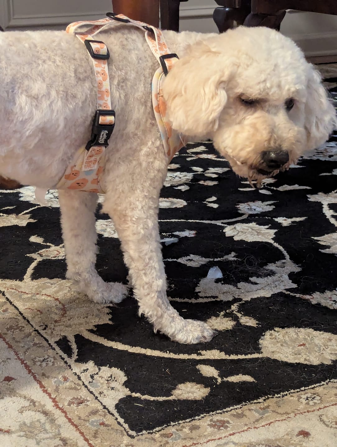 Customer photo review of Adjustable Dog Harness - Curly Club Collection